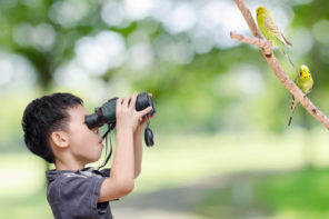 Child looking at birds