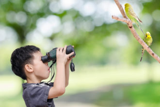 Child looking at birds