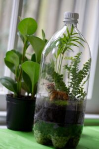 Rainforest in a bottleamazon