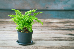 shutterstock_306270230